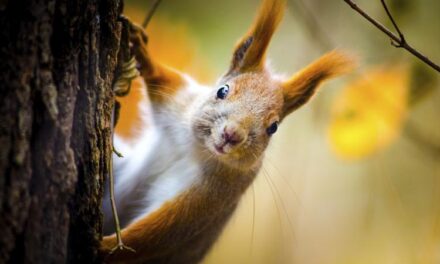 Squirrel! How to avoid the distractions that can hurt your business