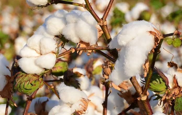 COTTON PRICE HITS A 10 YEAR HIGH