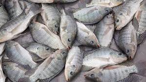 FISH IMPORTATION RISES TO ₦500 BILLION