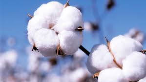 NIGERIA’S COTTON EXPORTS TAKES A DOWNWARD TREND