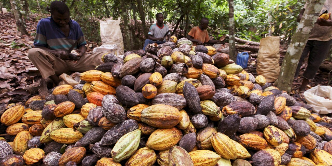 NIGERIA LOSES N60BN YEARLY TO NON-COLLECTION OF COCOA PREMIUM